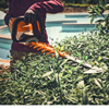 Stihl Heggenschaar HSA140R Accu